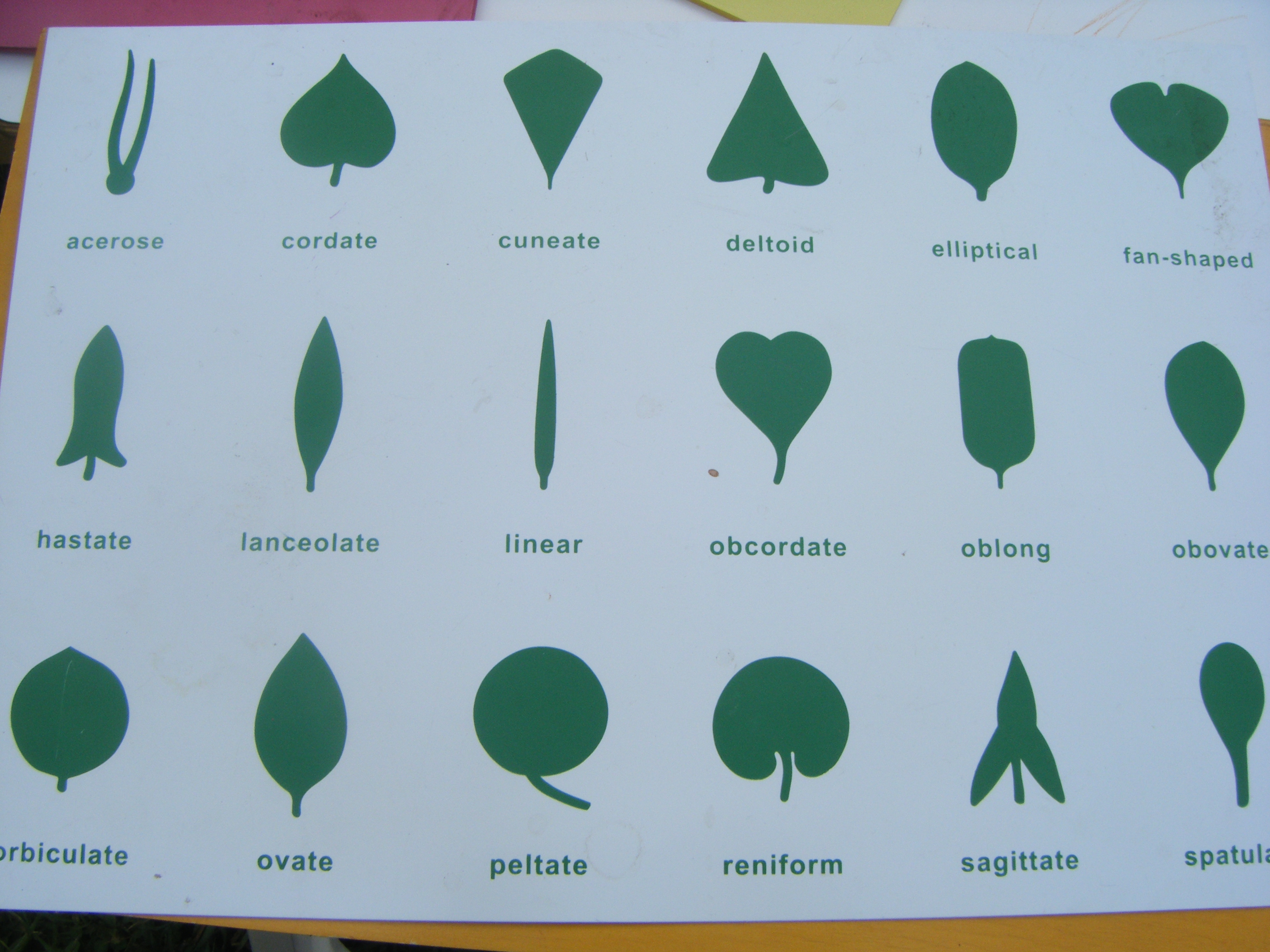 Leaves Chart With Names